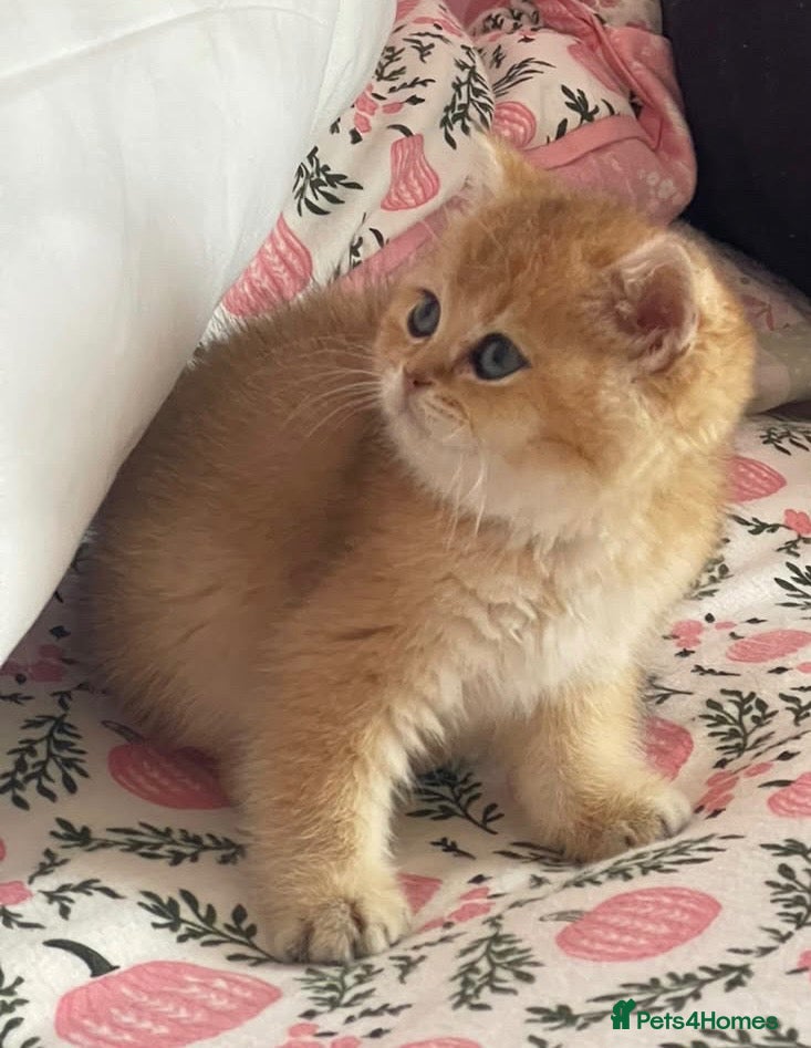British Shorthair cats for sale: British Shorthairs  - Advert 1
