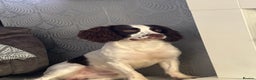 English Springer Spaniel dogs for sale: English Springer Spaniel Puppies  - Advert 30