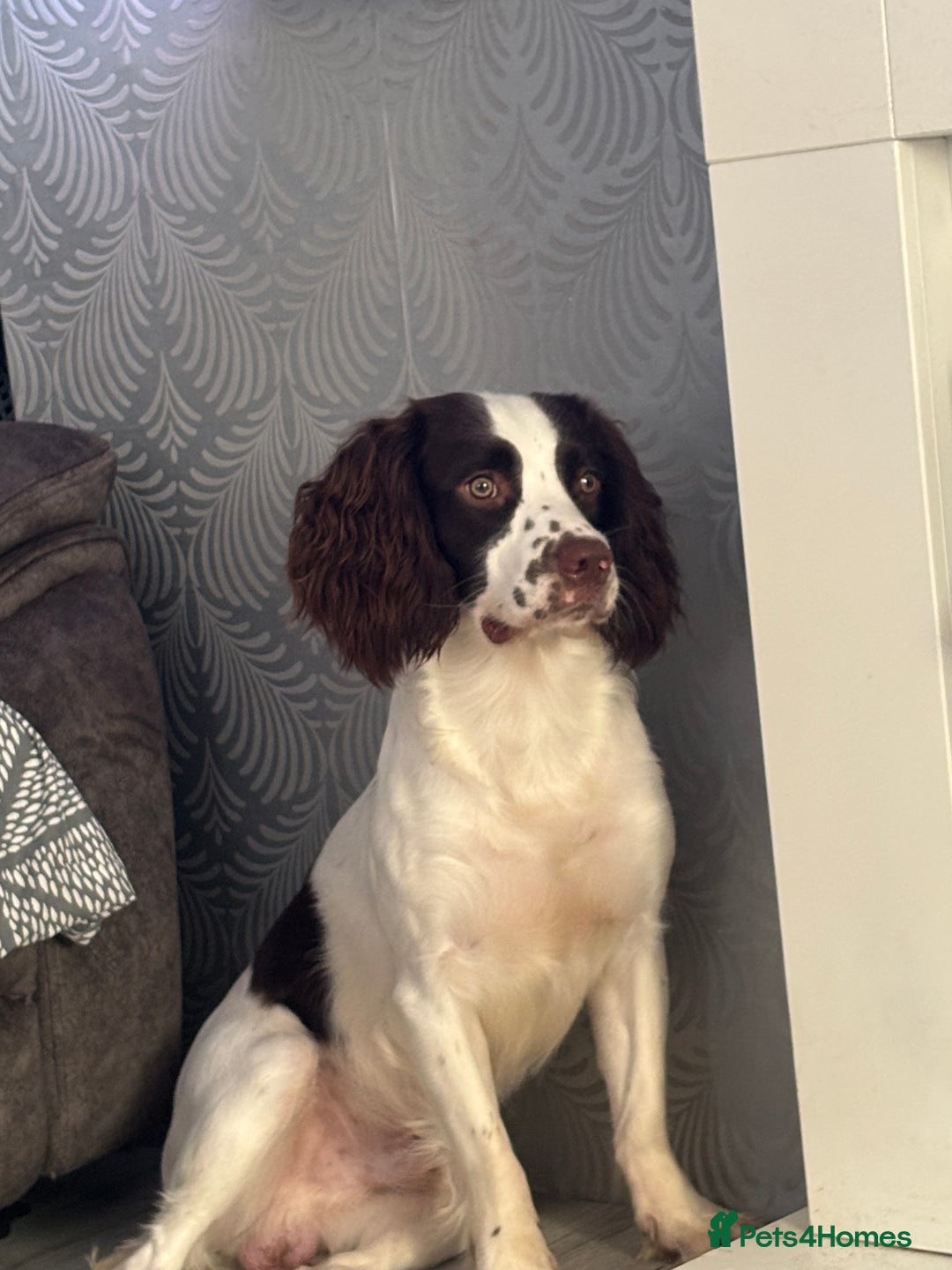 English Springer Spaniel dogs for sale: English Springer Spaniel Puppies  - Advert 30