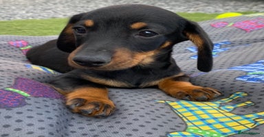 Dachshund dogs - Advert 3