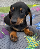 Dachshund dogs - Advert 1