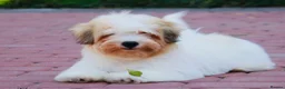 Coton De Tulear dogs for sale: K.C reg Coton de Tulear Puppies inc World Champion - Advert 33