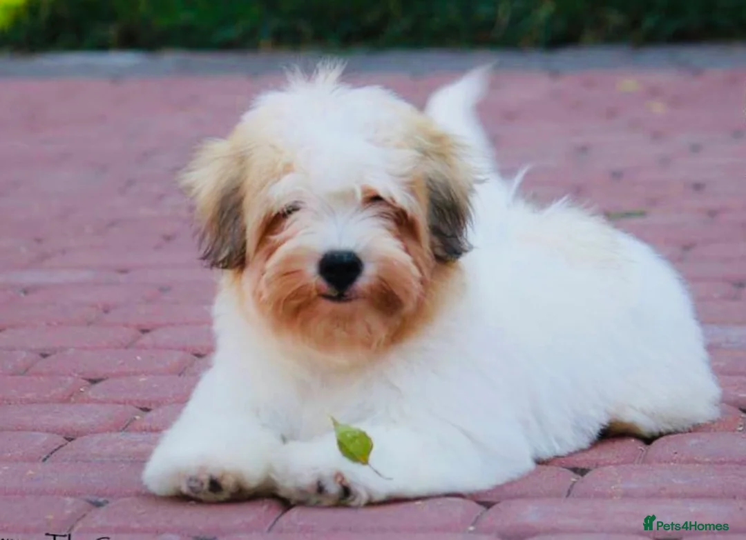 Coton De Tulear dogs for sale: K.C reg Coton de Tulear Puppies inc World Champion - Advert 33