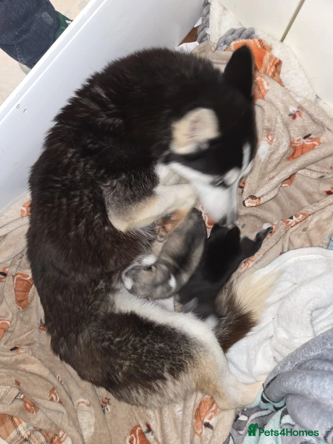 Siberian Husky dogs for sale: BEAUTIFUL SIBERIAN HUSKY PUPPIES - Advert 5