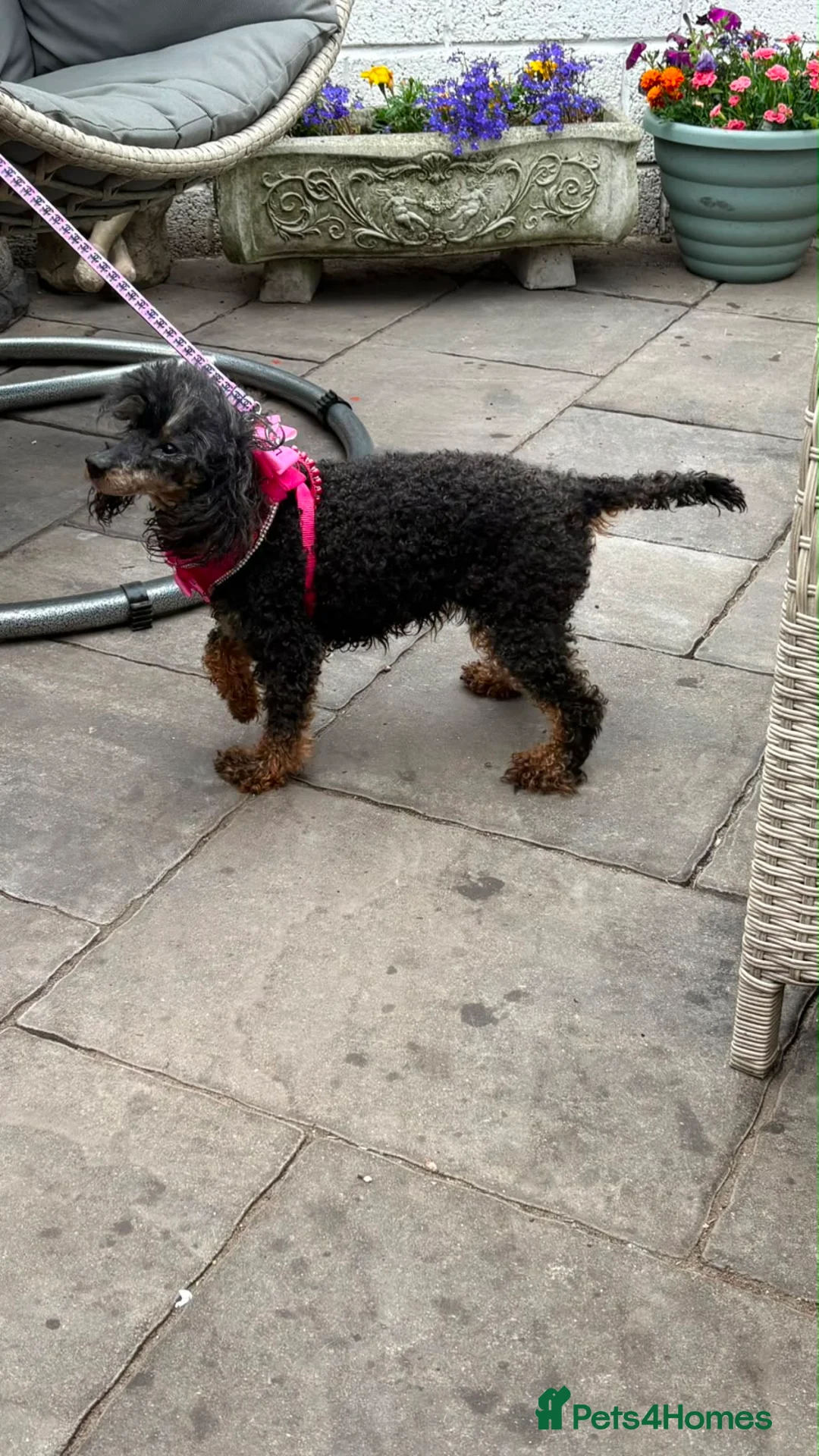 Cavapoo dogs for sale: Toy poodle (phantom)& Cavapoo - Advert 2