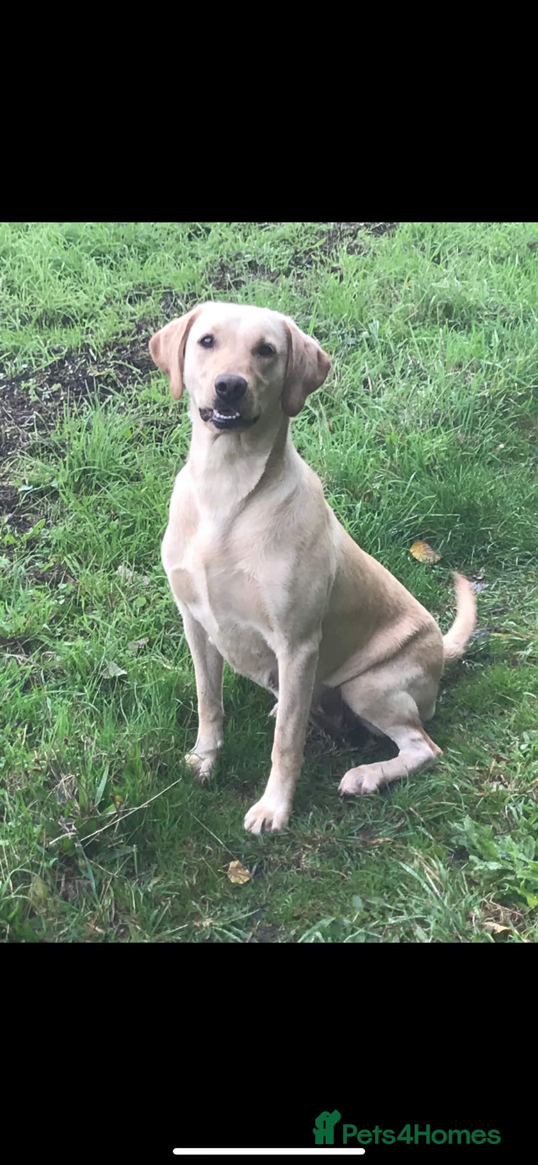 Labradoodle dogs for sale: F1 Labradoodle Puppies  - Advert 17