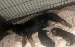 Mixed Breed dogs for sale: French weiner puppies - Image 12