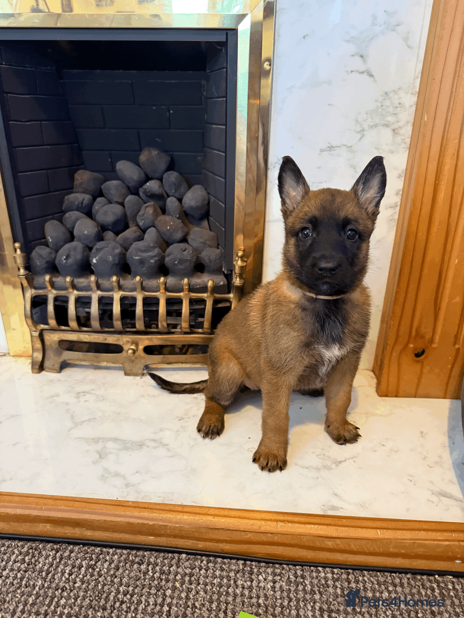 Belgian Shepherd Dog dogs Ready this weekend ! Beautiful Chunky puppies  - Advert 2