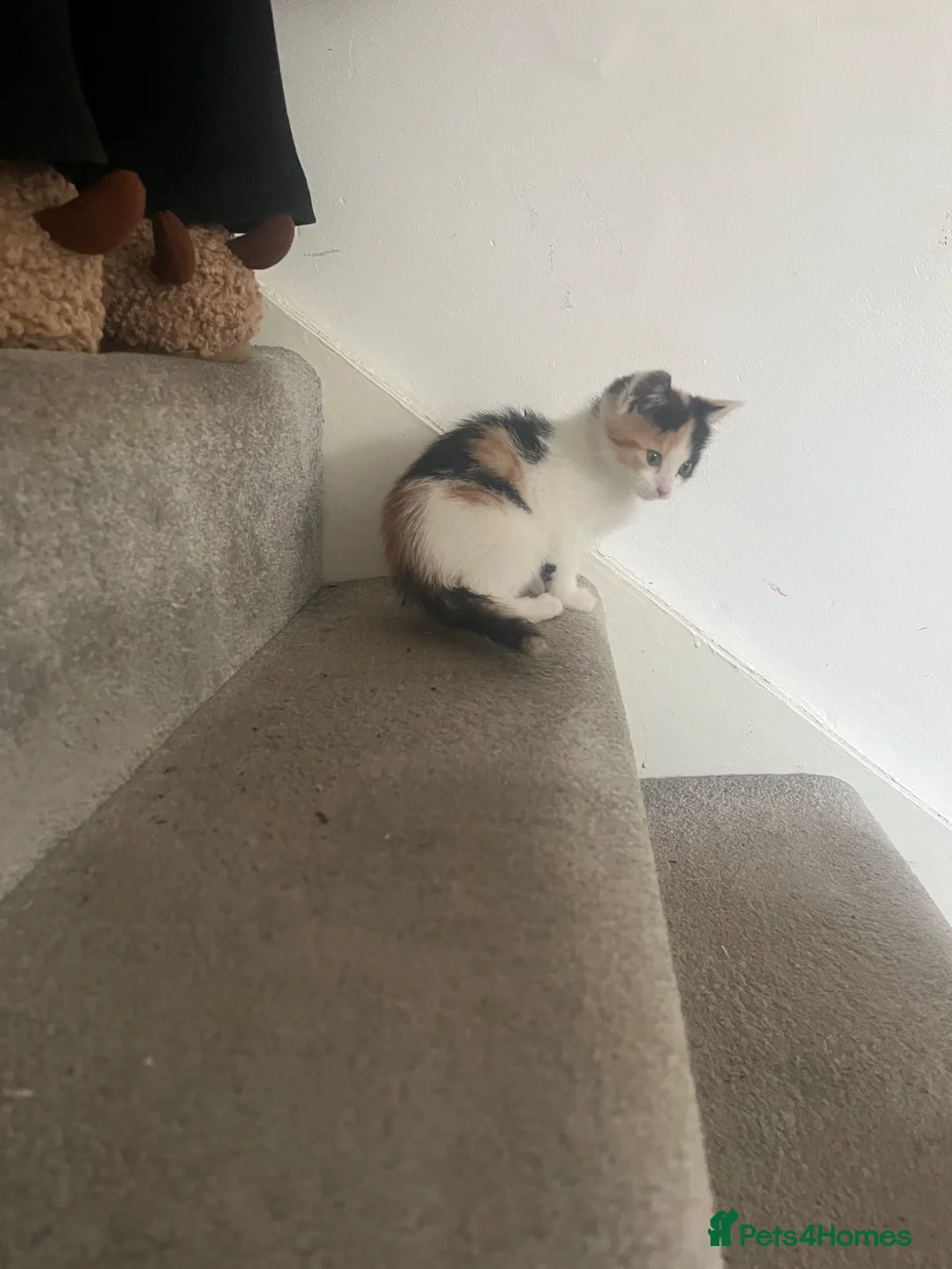 Mixed Breed cats for sale: Kitten for sale  in Stockport - Advert 5