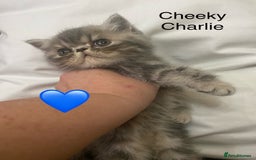 Persian cats for sale: EXCEPTIONAL LITTER PERSIAN EXOTIC KITTENS - Image 9