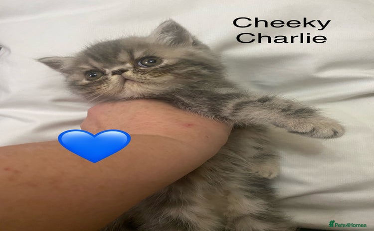 Persian cats - Advert 8