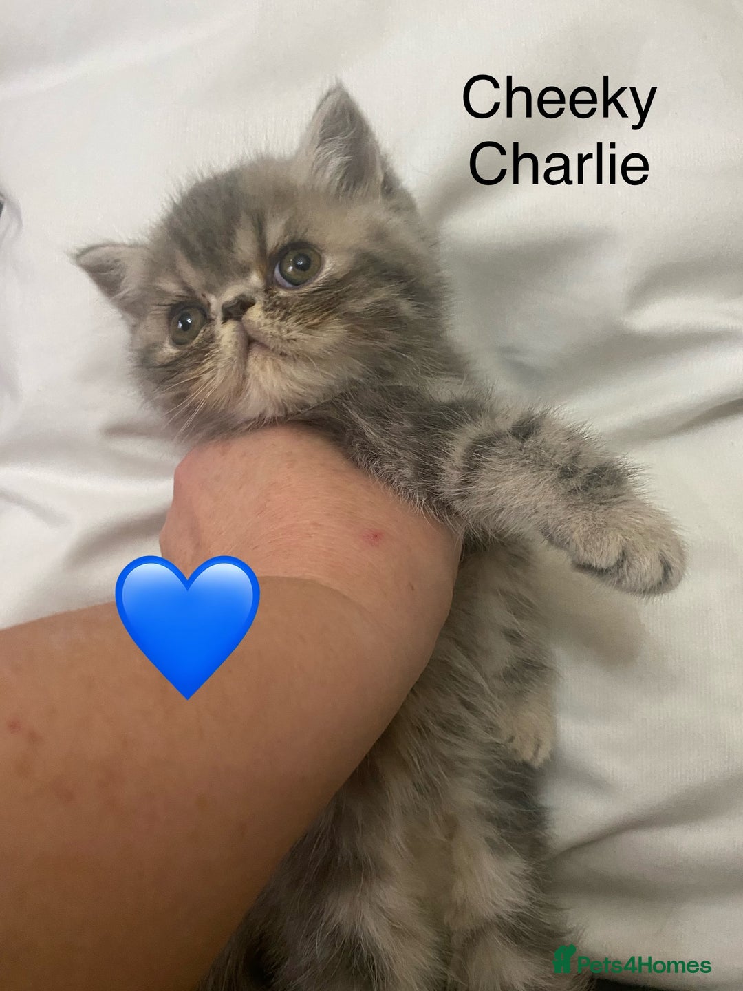 Persian cats for sale: EXCEPTIONAL LITTER PERSIAN EXOTIC KITTENS - Image 9