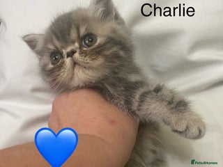 Persian cats - Advert 25