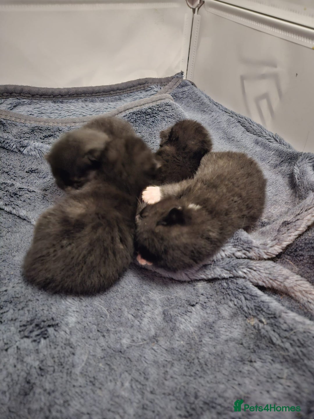 British Shorthair cats for sale: 4 beautiful kittens for sale  - Image 25