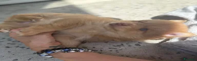 Pomsky Puppy 1
