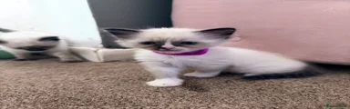 Ragdoll 4