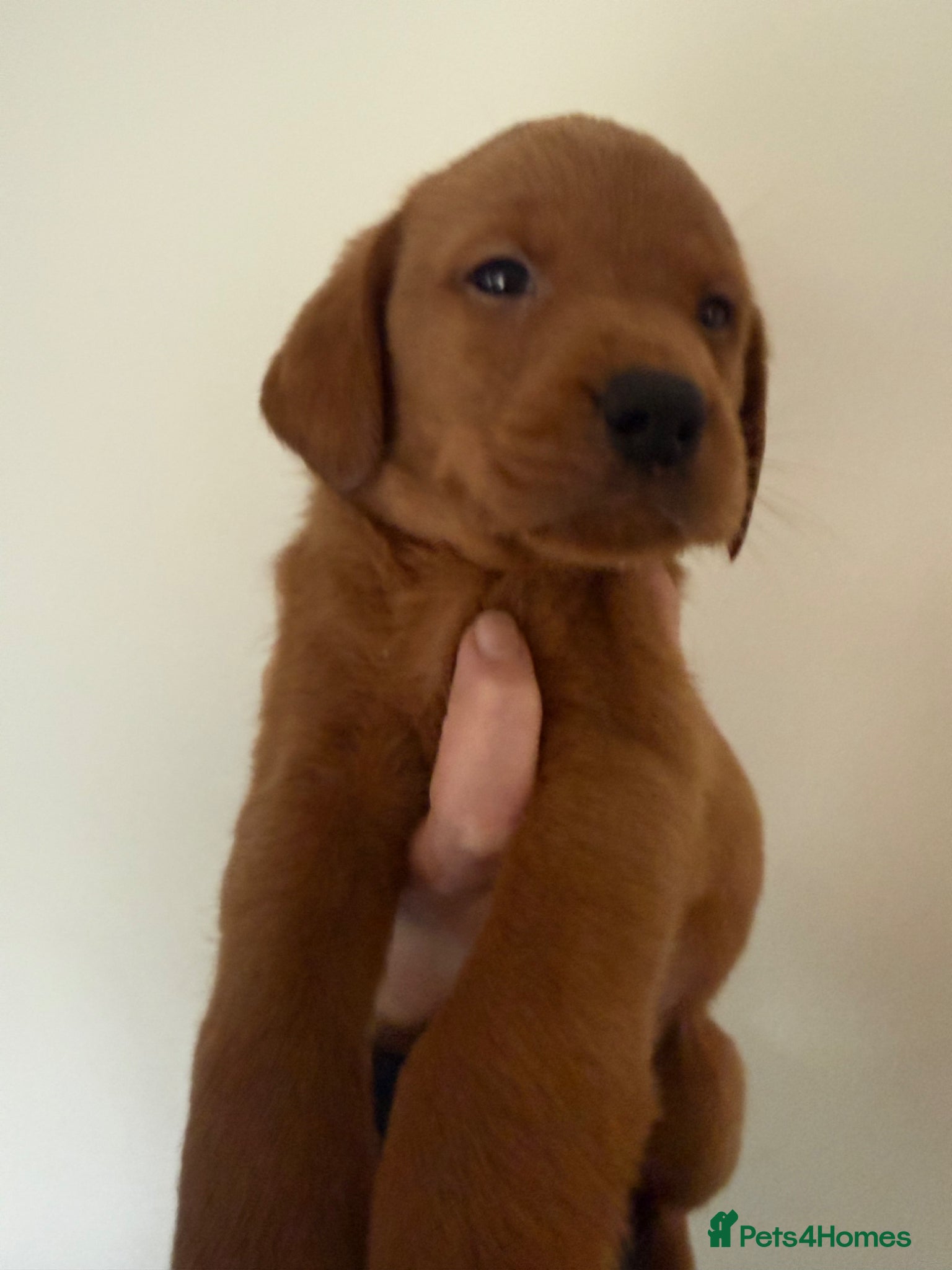 Labrador Retriever dogs Stunning FULLY HEALTH TESTED Labrador Puppies  - Advert 5