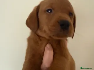 Labrador Retriever dogs Stunning FULLY HEALTH TESTED Labrador Puppies - Advert 5