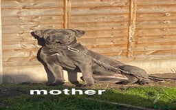 Cane Corso dogs for sale: Male cane corso - Image 10