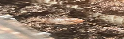 Snails invertebrates for sale: Baby Giant African Lands Snails - Advert 3