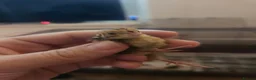 Quail poultry for sale: Cortunix quail - Advert 3