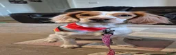 Mixed Breed dogs for sale: Cookie  in Stonehouse - Advert 3