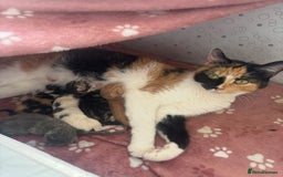 Mixed Breed cats for sale: 5 mixed kittens for sale! - Image 1