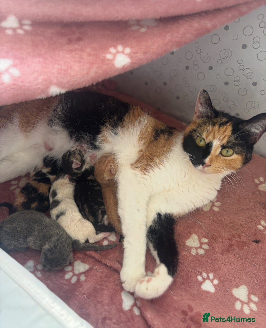 Mixed Breed cats for sale: 5 mixed kittens for sale! - Image 1