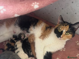 Mixed Breed cats for sale - Advert 1