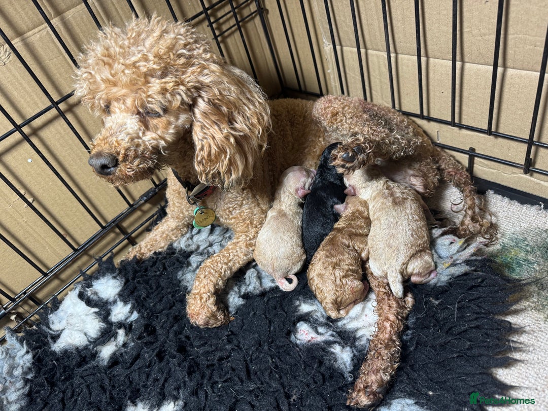 Toy Poodle dogs for sale: Toy Poodles  - Image 11