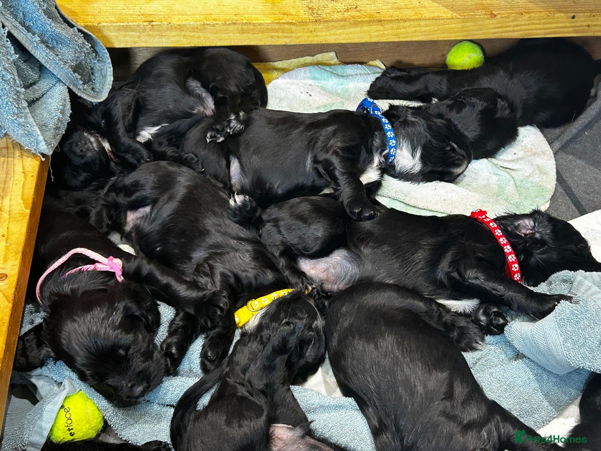 Cocker Spaniel dogs Cocker Spaniel Puppies, playful, calm temperament - Advert 8