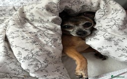 Mixed Breed dogs for sale: Mix breed jack Russel and chihuahua  - Image 3