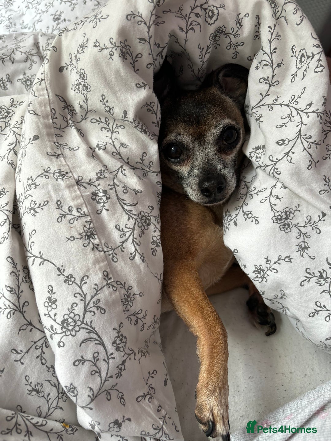 Mixed Breed dogs for sale: Mix breed jack Russel and chihuahua  - Image 3