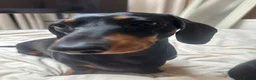 Miniature Dachshund dogs for sale: Miniature dachshund - Advert 20