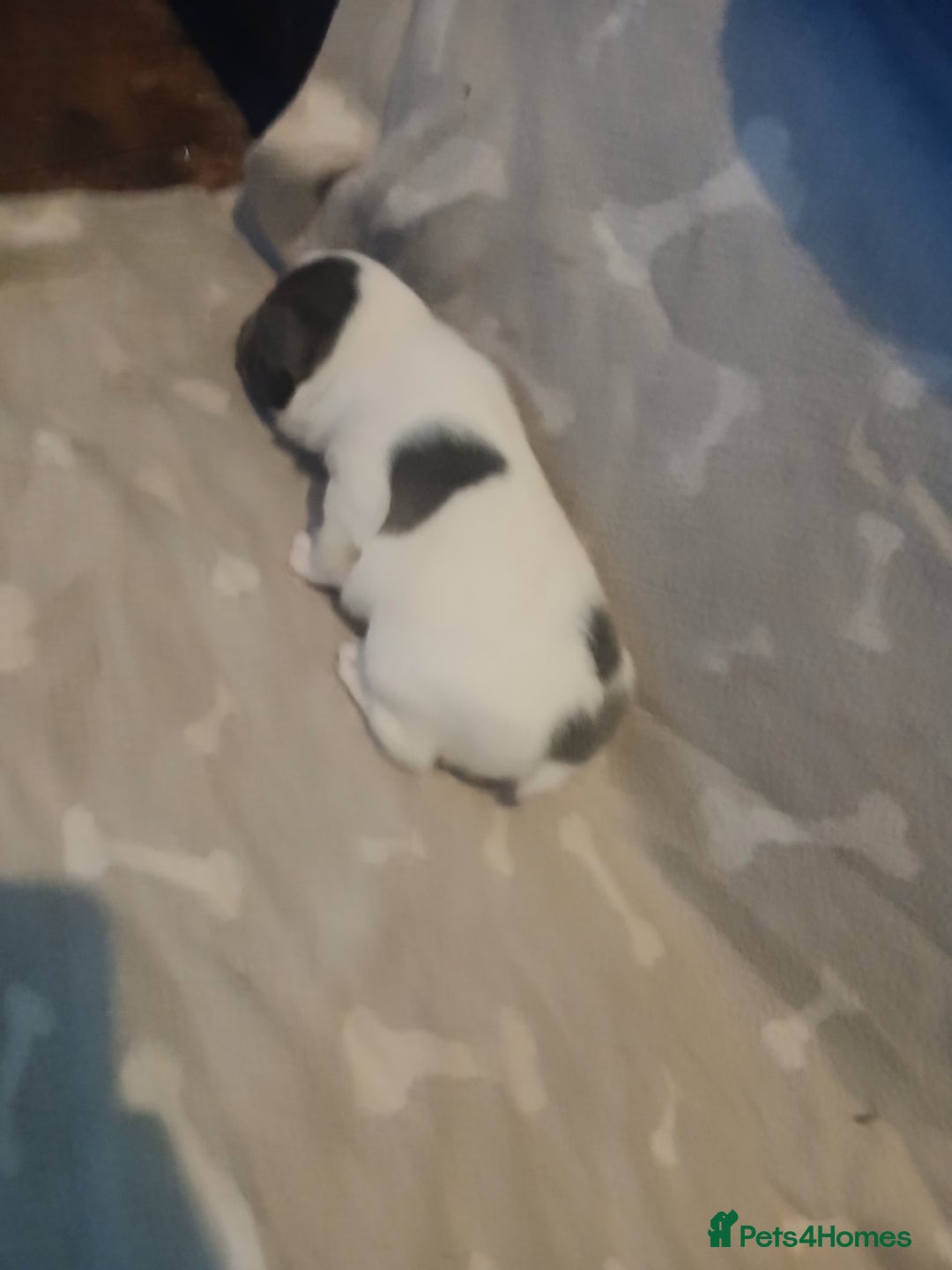 Mixed Breed dogs for sale: French bulldogs  - Image 2