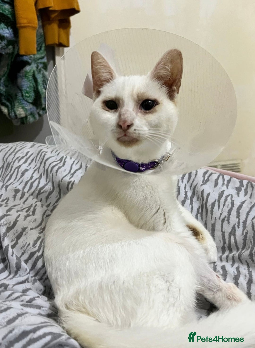 Domestic Shorthair cats for sale: Sweet Cat to Rehome (Read Description) - Image 4