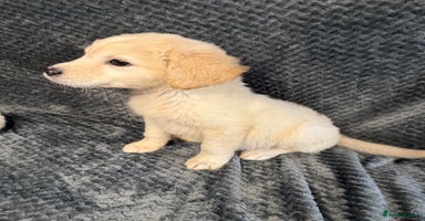 Golden Retriever dogs - Advert 9