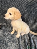 Golden Retriever dogs - Advert 9