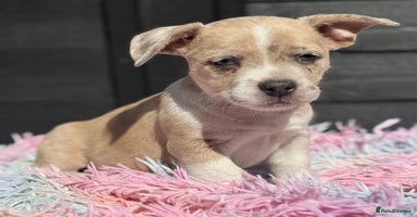 Mixed Breed dogs - Advert 11