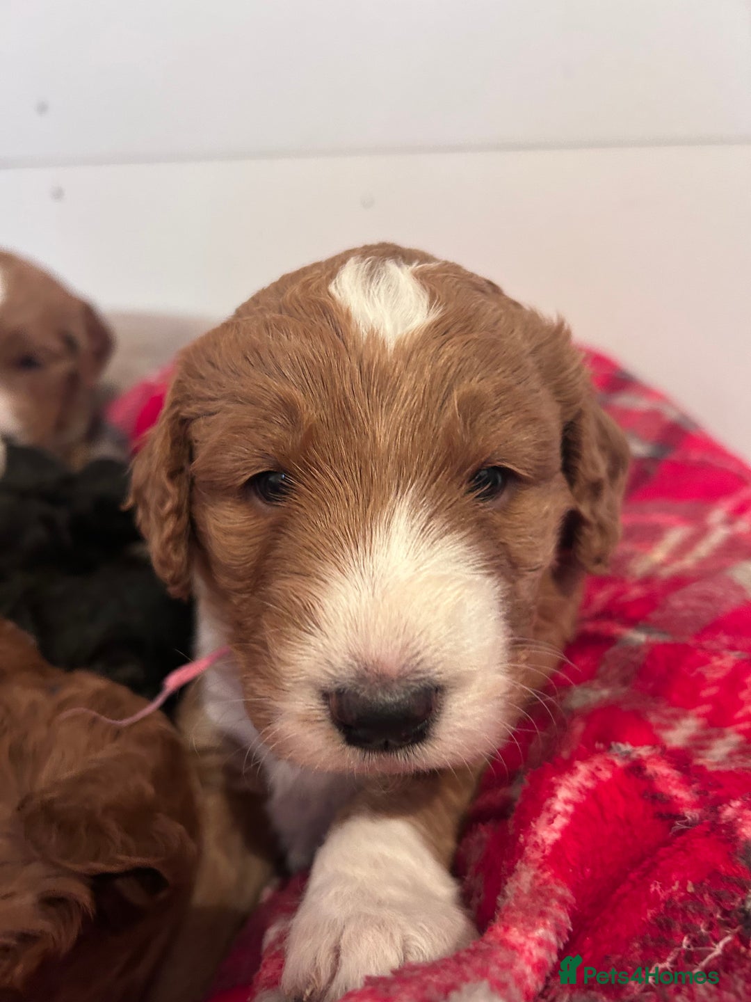 Mixed Breed dogs for sale: Labradoodle Puppies – Fox Red Parti & Black Tuxedo - Advert 8