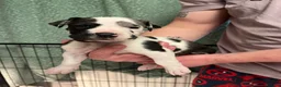 Great Dane dogs for stud: KC reg Dane for stud  - Advert 9