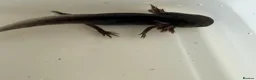 Axolotl reptiles for sale: Axolotl - Advert 39