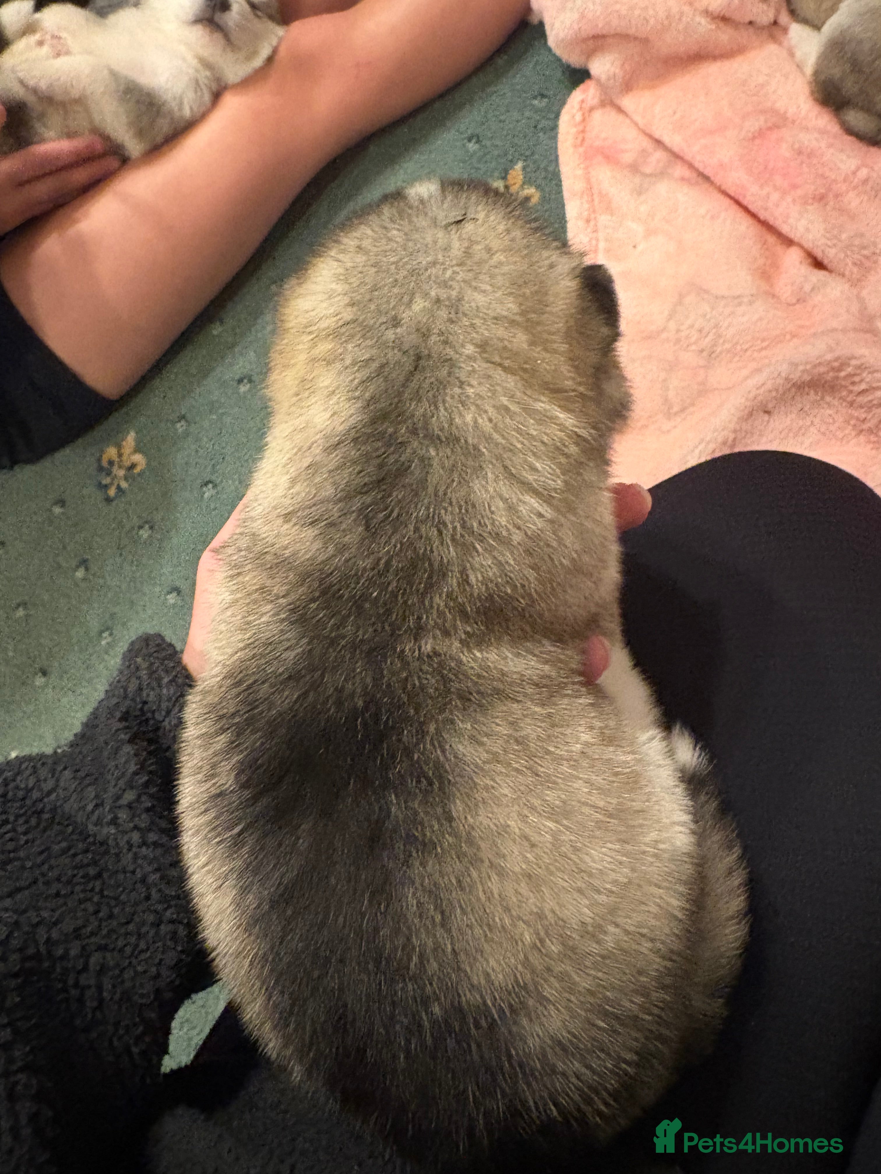 Alaskan Malamute dogs for sale: K.C Registered Quality Alaskan Malamute Puppies - Advert 7