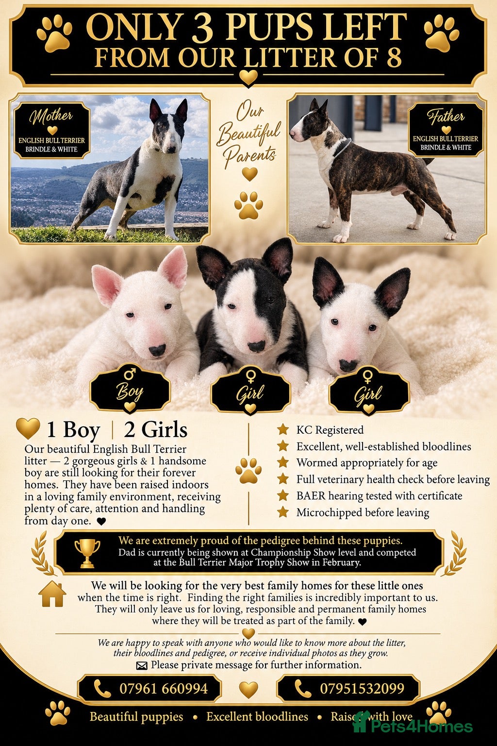 English Bull Terrier dogs English bull terrier puppies  - Advert 6