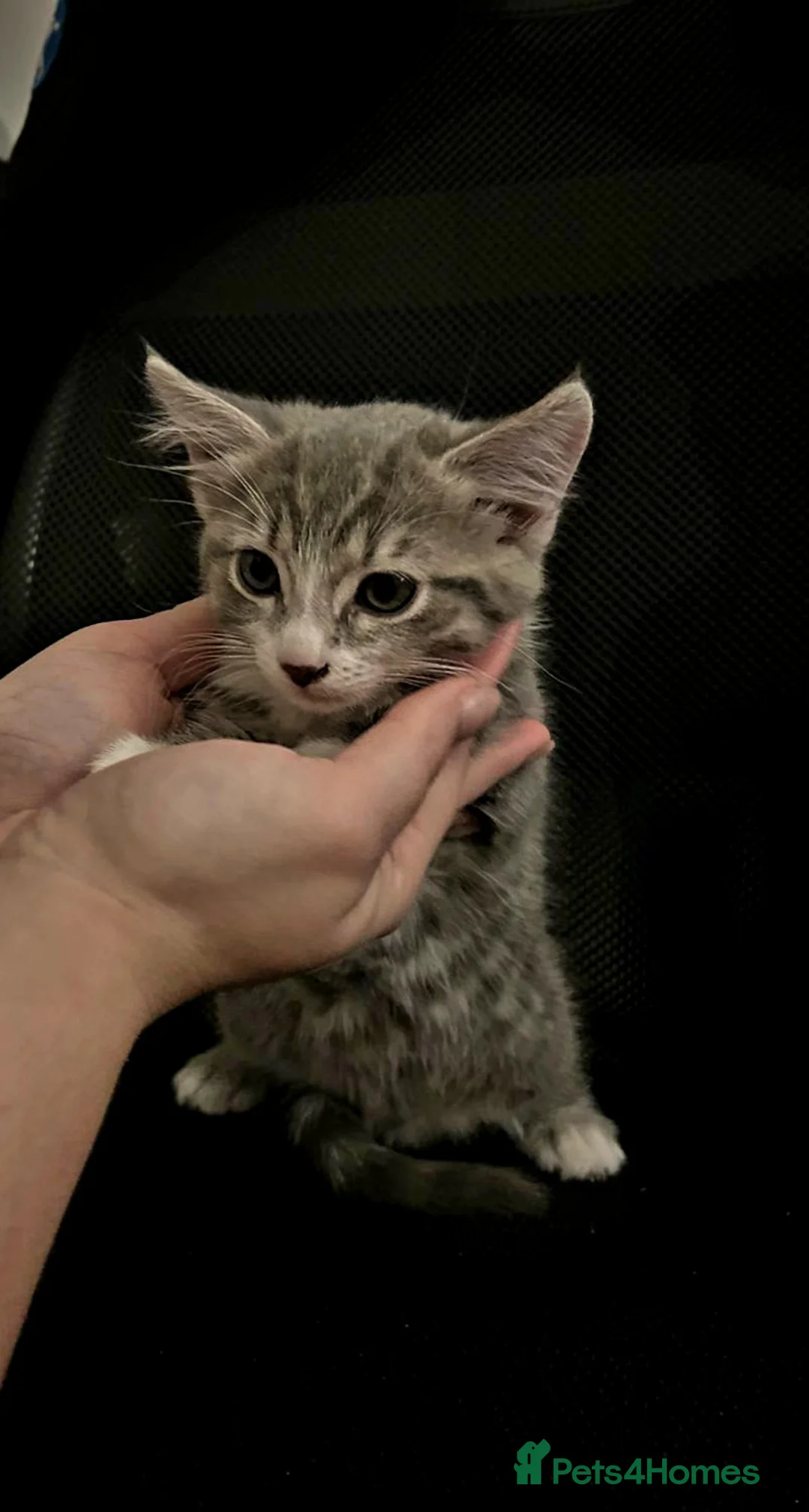 Maine Coon cats for sale: Maine coon cross - Advert 1