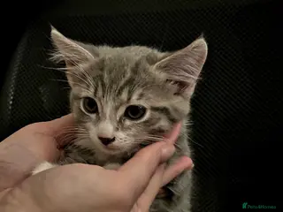 Maine Coon cats Maine coon cross - Advert 1