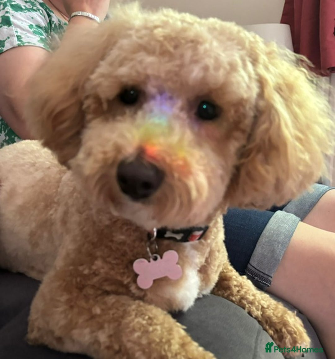 Poochon dogs for sale: Beautiful mini poodle x bichon frise puppies - Advert 12