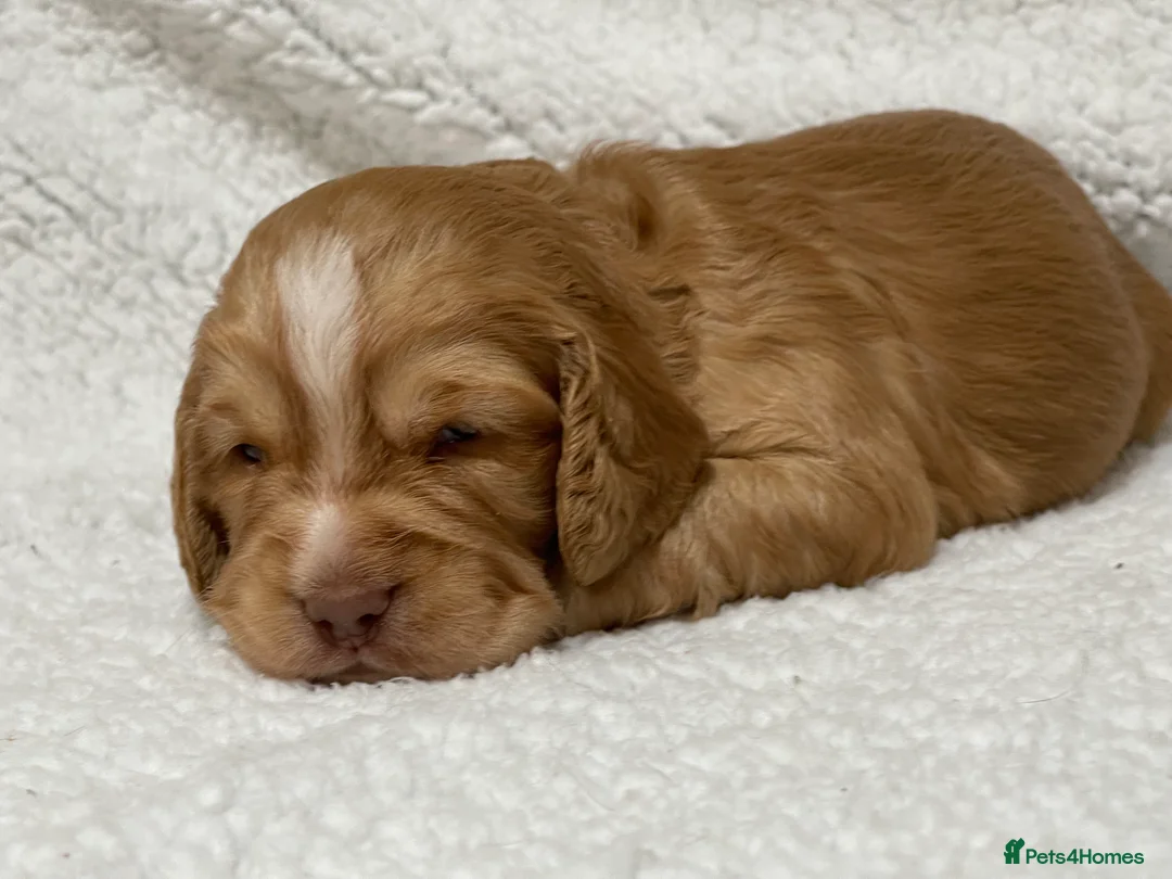 Cocker Spaniel dogs for sale: Working cocker spaniels - Advert 11