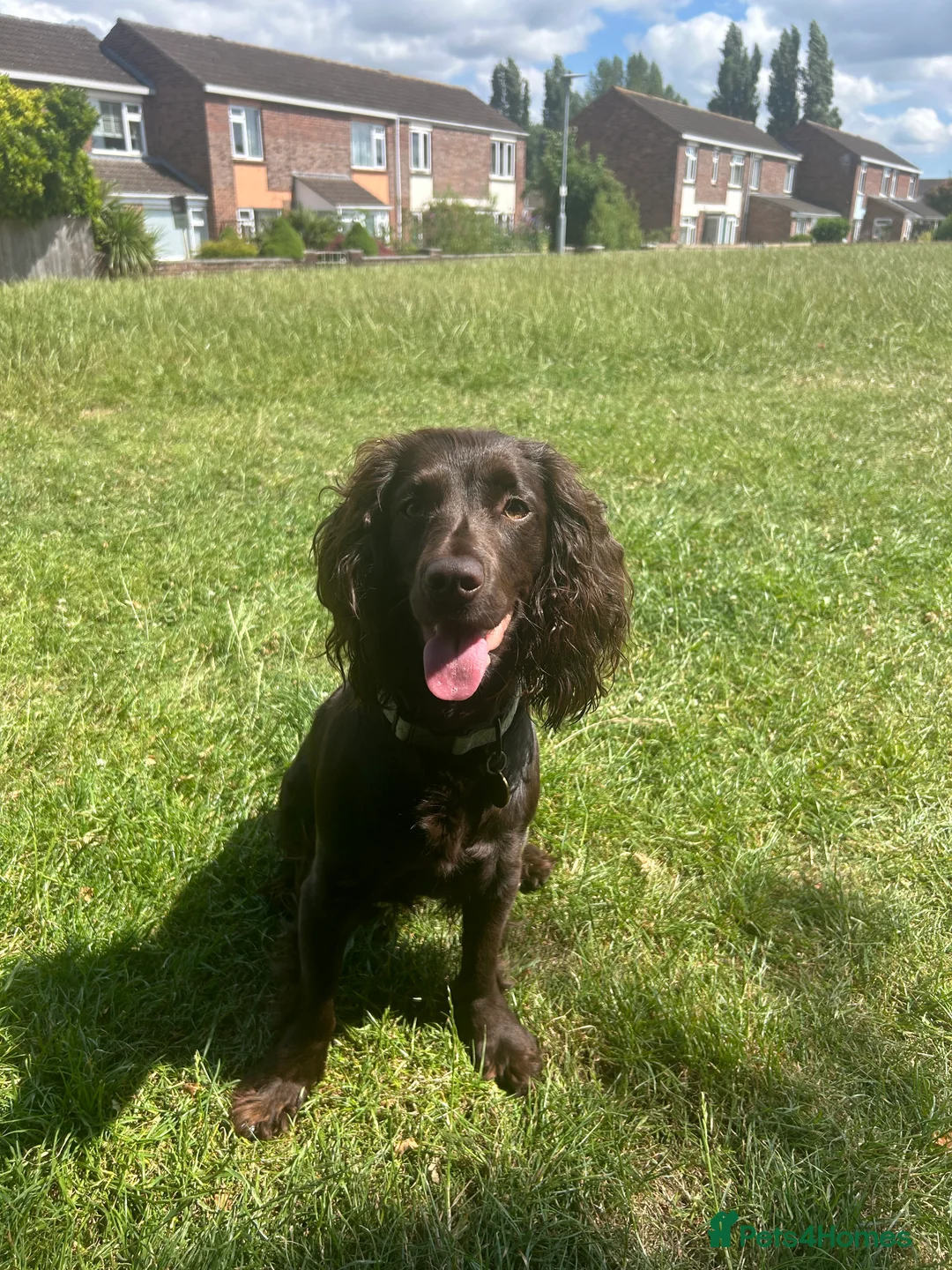 Cocker Spaniel dogs for sale: Rehoming rosie - Advert 3