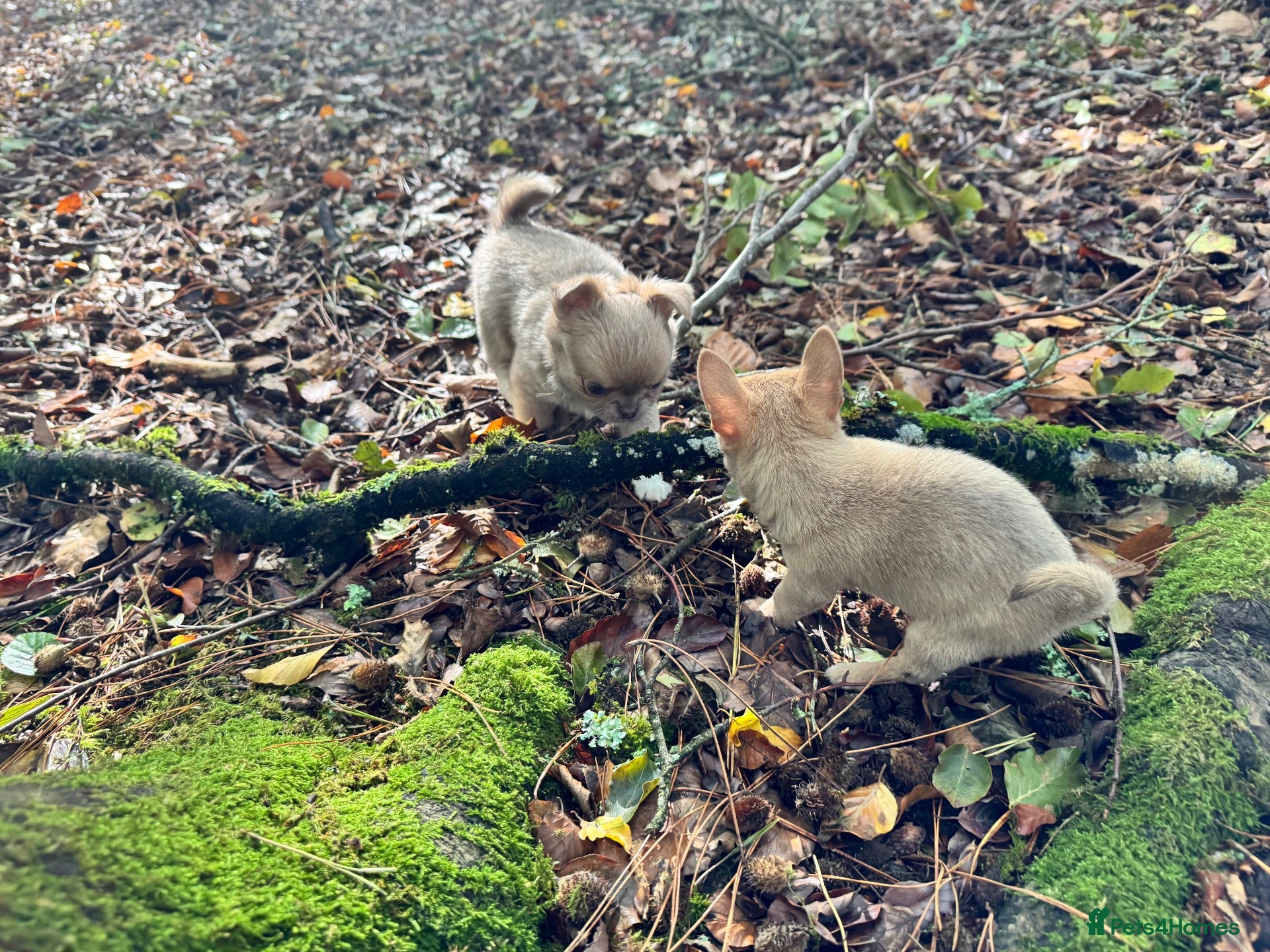 Chihuahua dogs for sale: Adorable little Chihuahua Puppies - Advert 2